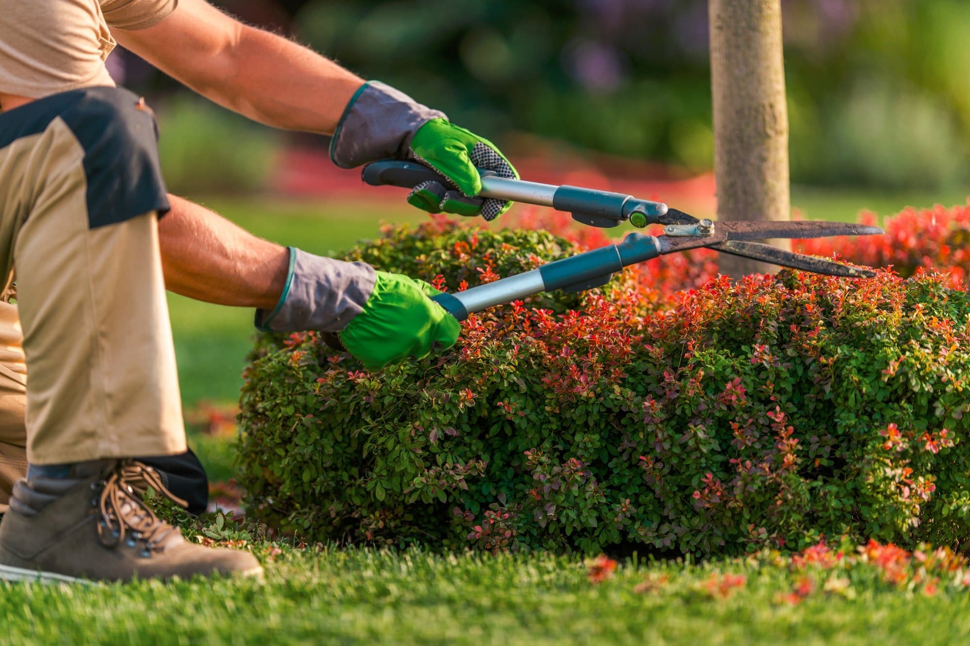 Green Lawn Maintenance